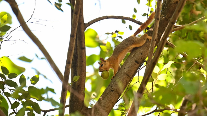 Squirrel holds a walnut in its mouth on a tree branch in Cukurca district of Hakkari, Turkey